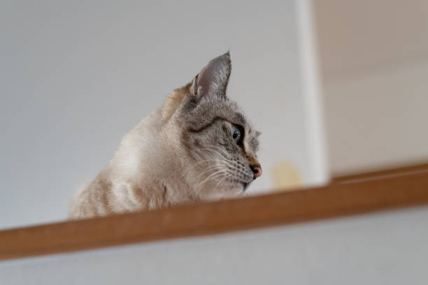 A beautiful tabby cat sits by the window and licking itself - cleaning itself.