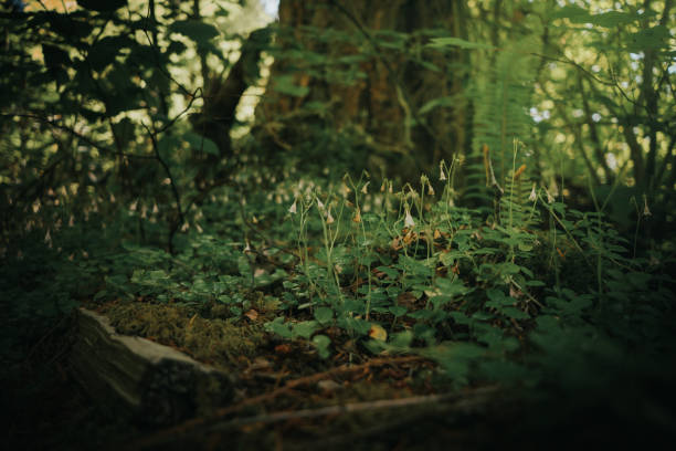 Little white flowers in the woods