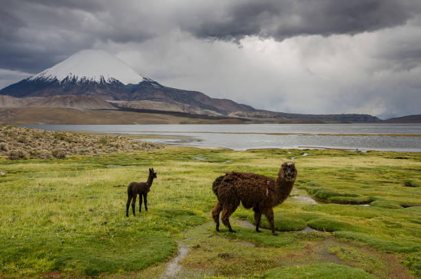 istock Chile - Lauca National Park - Arica 2197054164