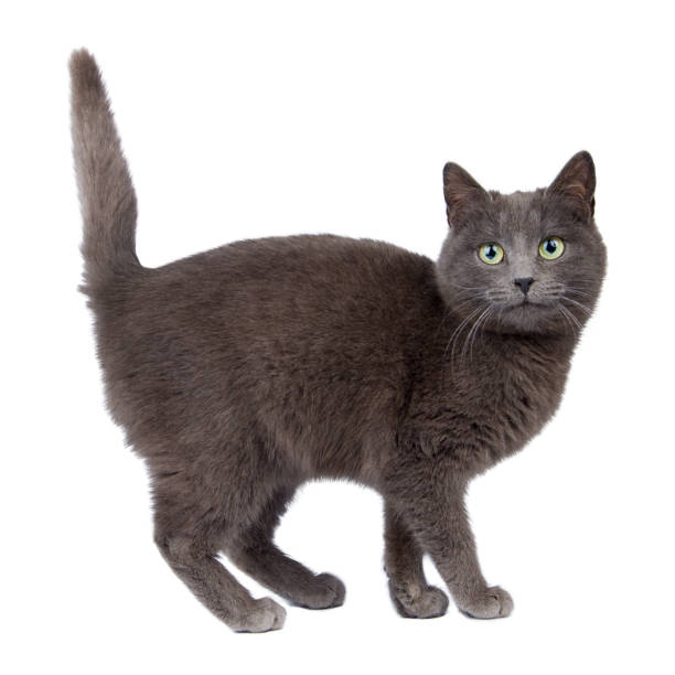 istock Gray cat isolated on a white background. The cat is full-length. 2197054220