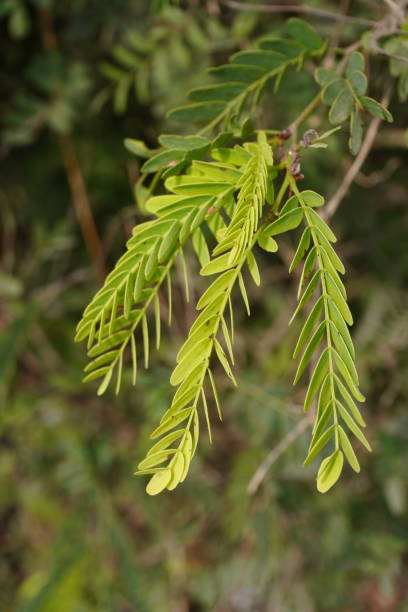 The tiny tamarind leaves in close up with a blurry background