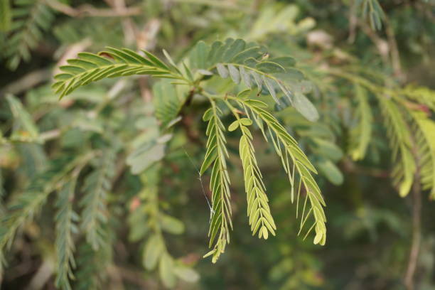 istock Tamarind leaves on its stalk in close up with a blurry background 2197054255