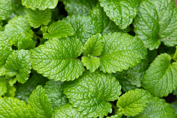 istock Green mint leaves, top view. Leaf texture close up, pattern of Freshness organic background. 2197054311