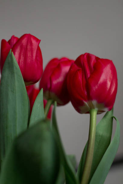 istock Close-up of Red Tulips in Bloom 2197054896