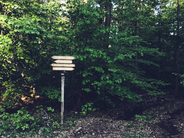 istock Sign with four arrows pointing in different directions is standing in a forest 2197055070