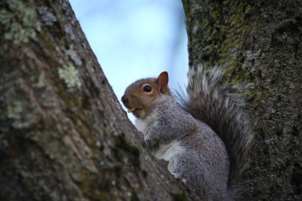 istock free squirrel as fauna nature animal 2197056705