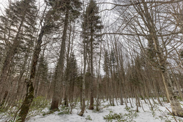 Scenic view of mountains, in winter