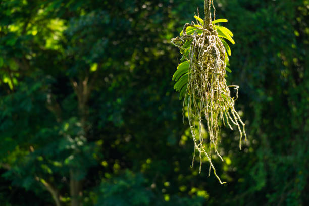 Jungle trees and rainforest plants and flora with its wide range of patterns Asia