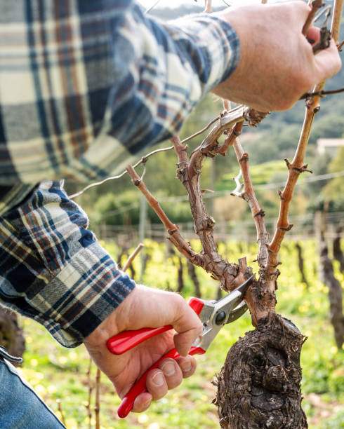 istock Farmer pruning the vine in winter. Agriculture. 2197058003