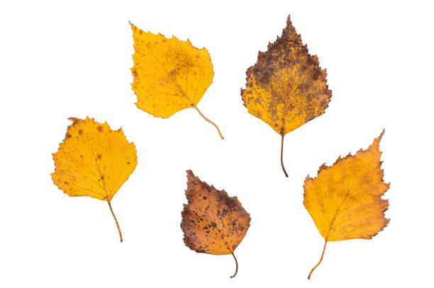 istock Close up Red and yellow autumn tree leaves isolated on white background 2197058759