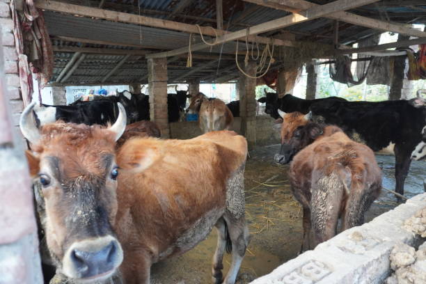 istock The cows are tightened and kept in the herd 2197060258