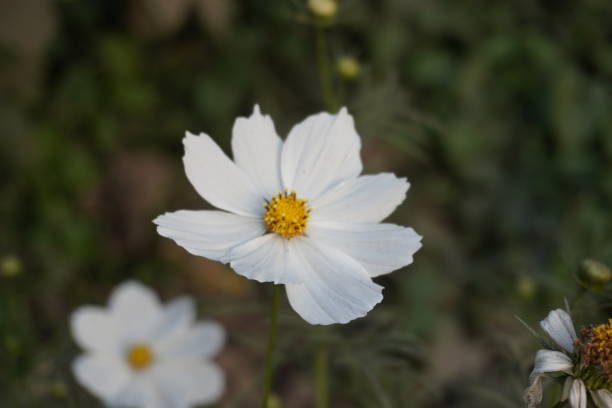 istock The white cosmos flower in close up with a blurry background 2197060384