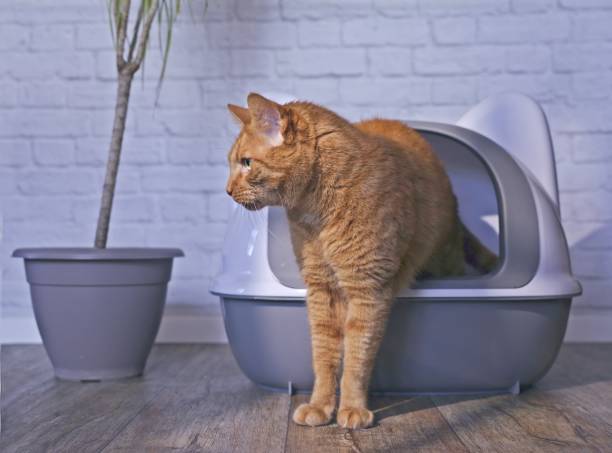 istock Cute orange cat step outside a closed litter box next to a houseplant. Horizontal image. 2197060479