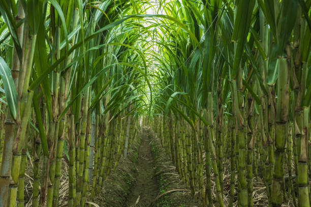 istock Sugarcane plants grow in field 2197060593