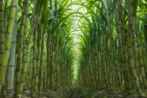 Sugarcane plants grow in field