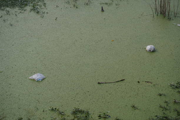 istock The abandoned lake is full with algas and tiny water hyacinth 2197061076