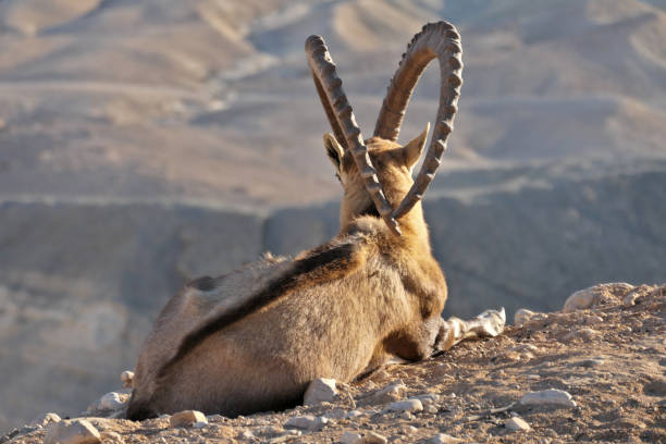 istock Nubian ibex (Capra nubiana) in Negev desert, Israel 2197064255