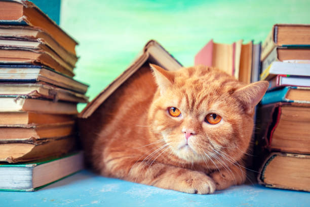 istock A smart ginger cat has made himself comfortable among stacks of old books 2197065251