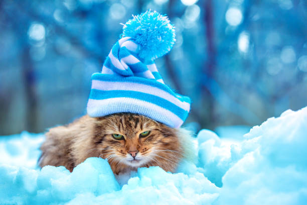istock Funny cat in a hat with a pompom sits in deep snow in a winter park 2197065271