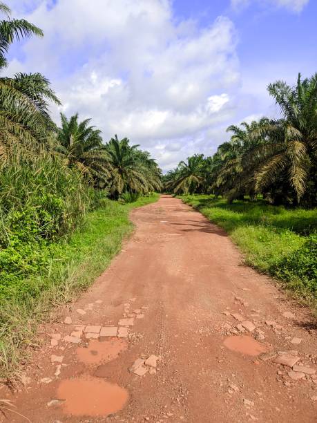 istock road in palm oil plantation 2197066990
