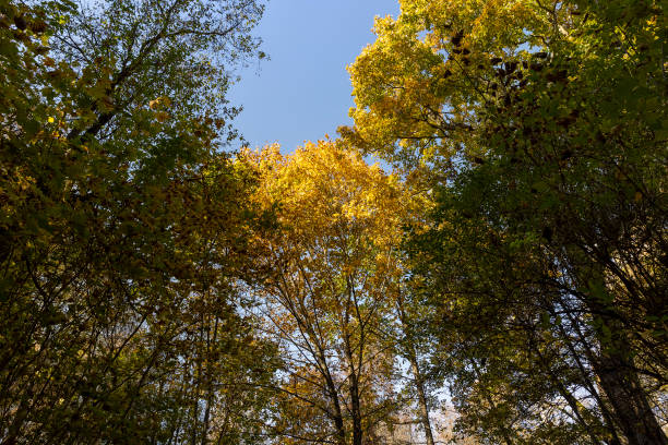 istock trees during the fall of yellowed foliage in the park 2197068981