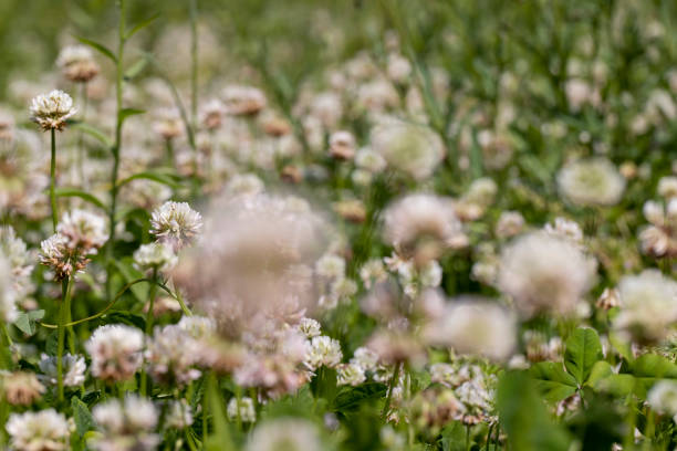 a few white clover flowers in the green grass, a clover blooming with white flowers