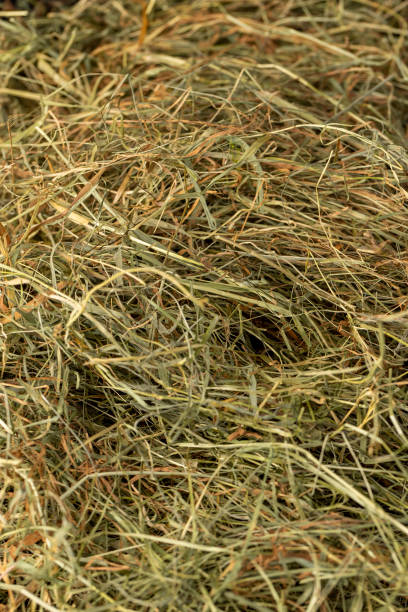 istock Dehydrated Dried Grass for hay production in agriculture 2197069745
