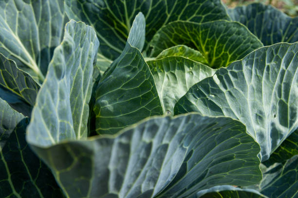 green cabbage heads before harvest, village farm, food growing activities