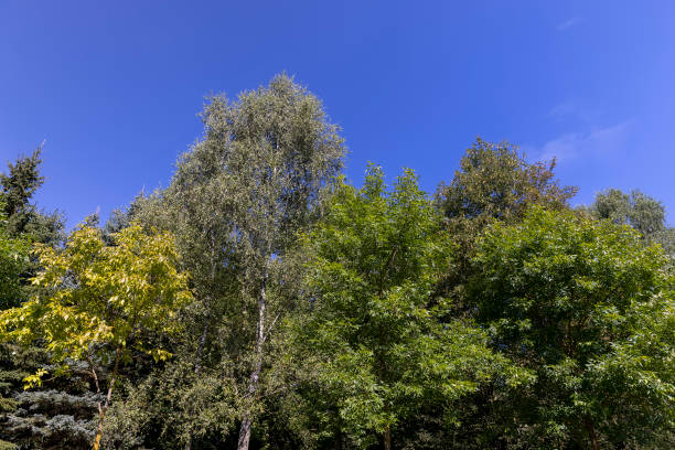 istock different types of trees in the summer in sunny weather 2197069808