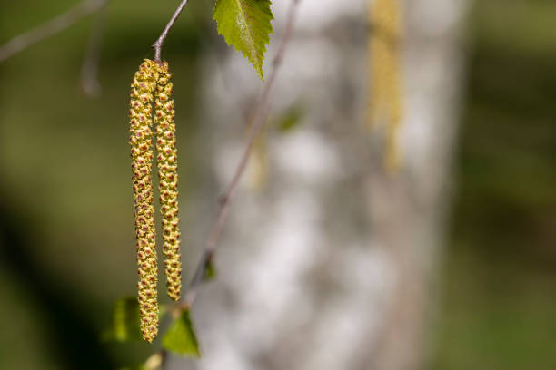 young foliage and flowers of the birch tree in spring, beautiful birch catkins during flowering, against a blue sky background