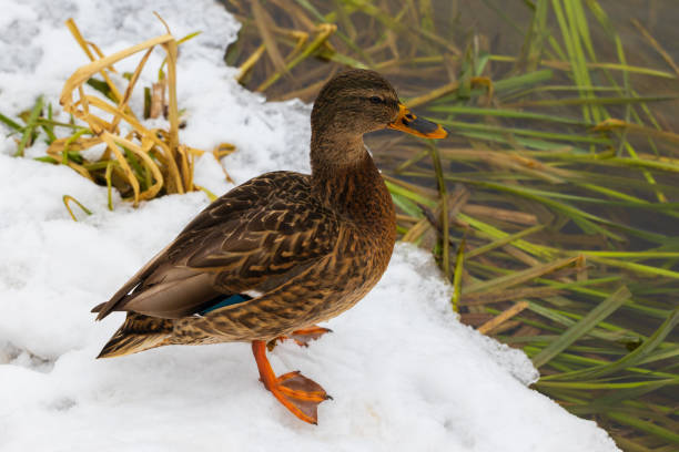 Portrait of wild female mallard duck on a snowy shore near unfrozen water. Winter nature background with lonely bird on river bank