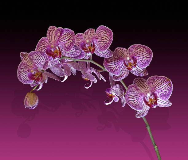 Orchid Pink Phalaenopsis Tropical Flower Summer Macro Pattern Photography Soft Selective Focus