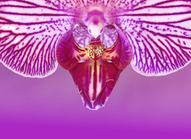 Extreme Close up of  stripped deep purple orchid phalaenopsisPhalaenopsis , also known as moth orchids, is a genus of about seventy species of plants in the family Orchidaceae.