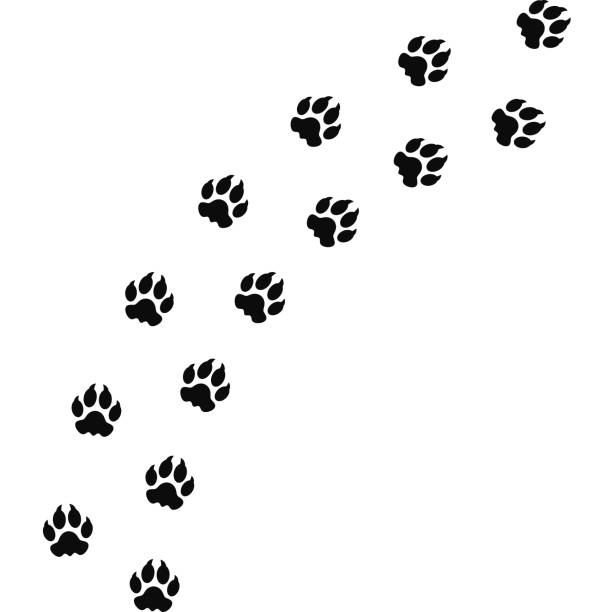 istock Leopard paw prints silhouette. Wild animal track. Puma paw prints vector illustration 2197078690