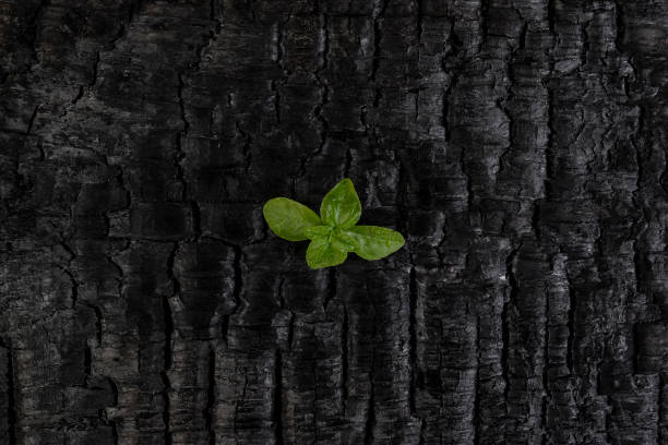 istock Green tree sprout emerging from burned charcoal wood texture, nature rebirth concept 2197079436