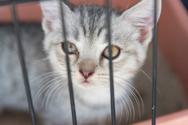 istock Closeup to Little cat in cage 2197079652