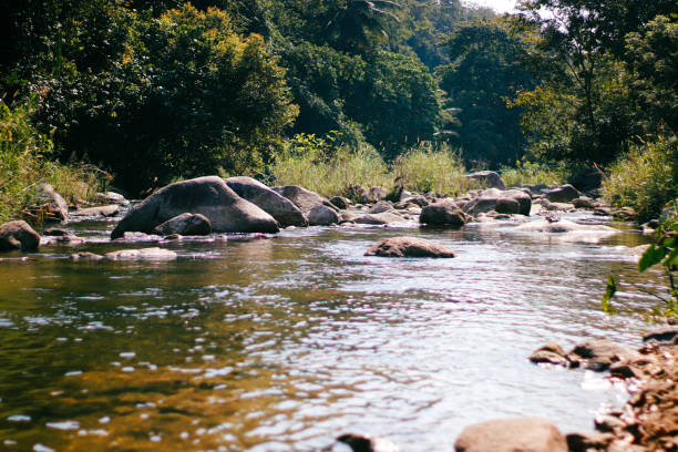 River in the forest with rocks and trees in the background, Thailand.