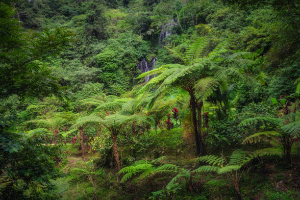 A lush, green rainforest scene with a small waterfall cascading down a rock face covered in ferns and dense vegetation.