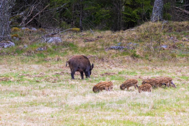 istock Wild boar with piglets on grass  meadow 2197084341