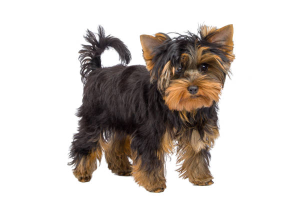 istock yorkshire terrier in front of a white backgroung 2197084870