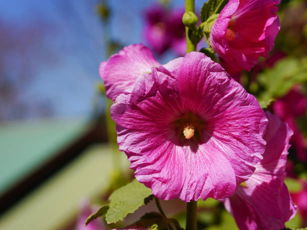 Hollyhock / Althaea rosea Flower
