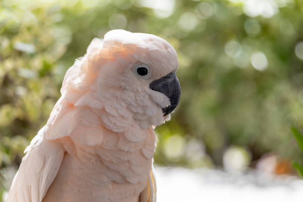 A white parrot is standing in a green area. The bird has a fluffy white head and a black beak