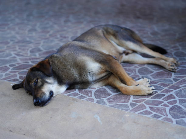 istock Thai dog lying on the floor in the park. Selective focus. 2197086131