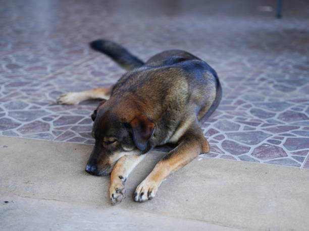 istock Thai dog lying on the floor in the park. Selective focus. 2197086136
