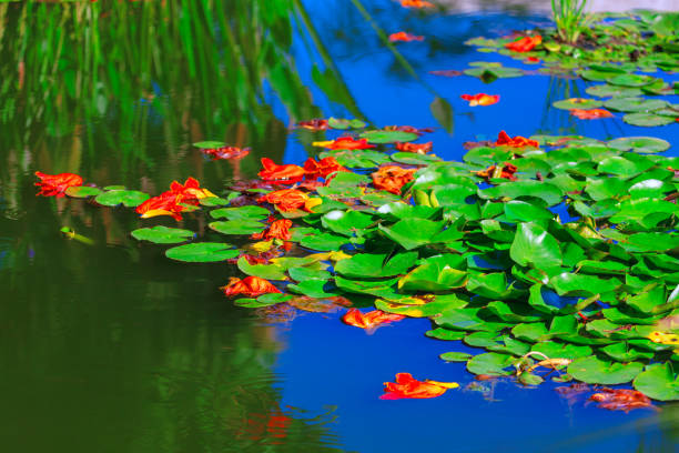 Tranquil pond scene showcasing lush green lily pads and scattered orange blossoms. Serene lake with water lily flowers floating on the water's surface