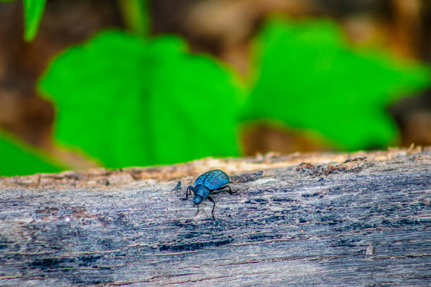 Blue Fungus Beetle, Gibbifer californicus, blue beetle with spots on a tree trunk and blurred background in Monte Escobedo, Zacatecas