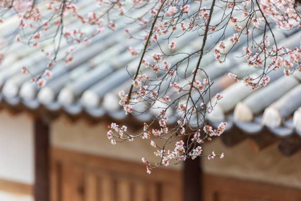istock a spring scene with white plum blossoms in bloom 2197088538