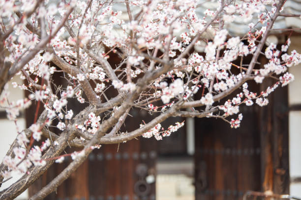 istock a spring scene with white plum blossoms in bloom 2197088692