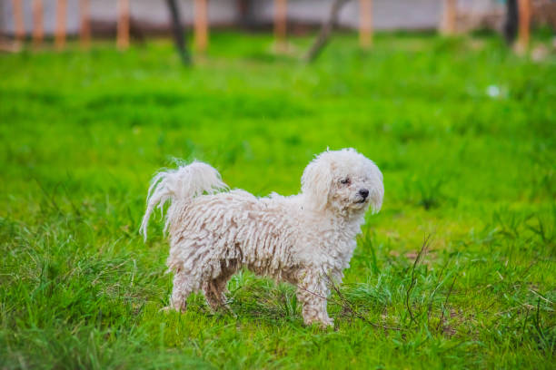 small white shaggy dog ​​on green grass