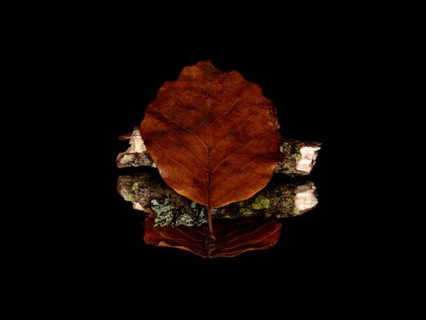 Autumn Leaf Resting On Part Of Tree Branch.
